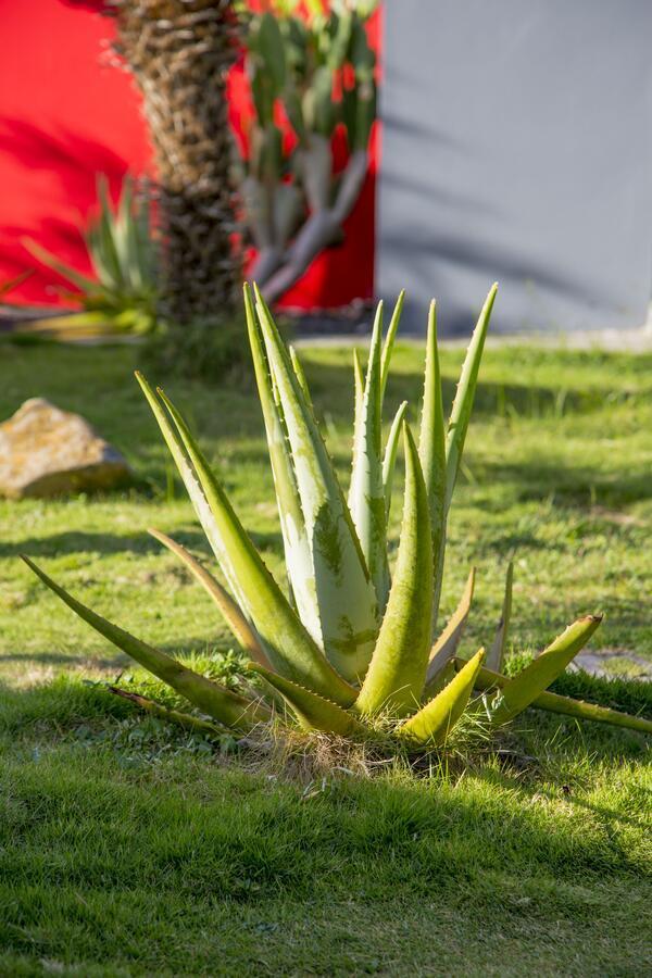 Fleurs De Canne Piscines Privees Le Moule Exteriör bild